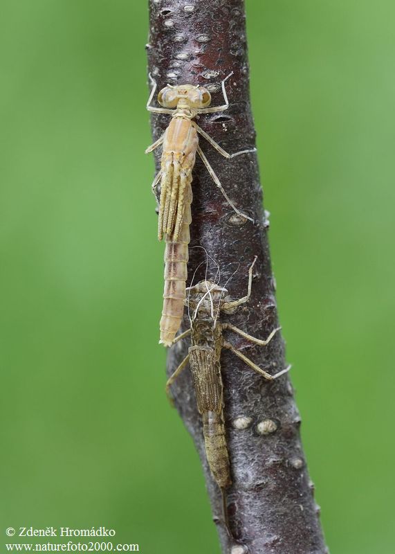 Šidélko páskované, Coenagrion puella (Vážky, Odonata)